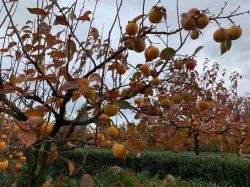 Albero da frutta dentro il Giardino Botanico di Bologna