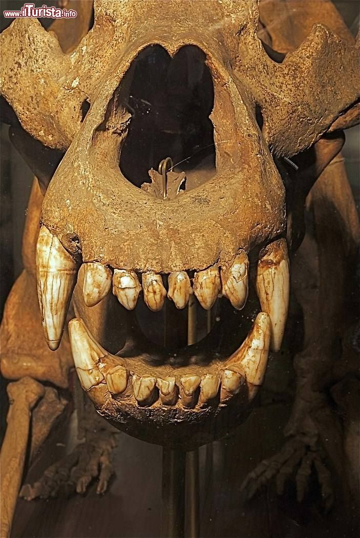 Immagine Esemplare fossile di Orso al Museo Geologico Giovanni Cappellini di Bologna  - © sito ufficiale
