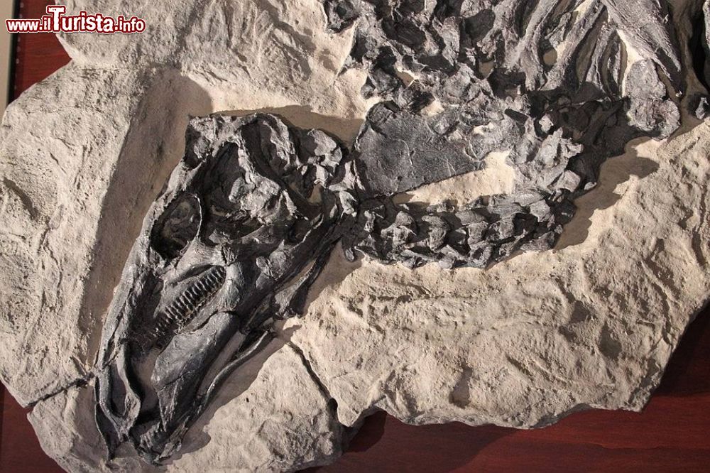Immagine Fossile di Tethyshadros insularis al Museo Paleontologico di Bologna in via Zamboni - © sito ufficiale