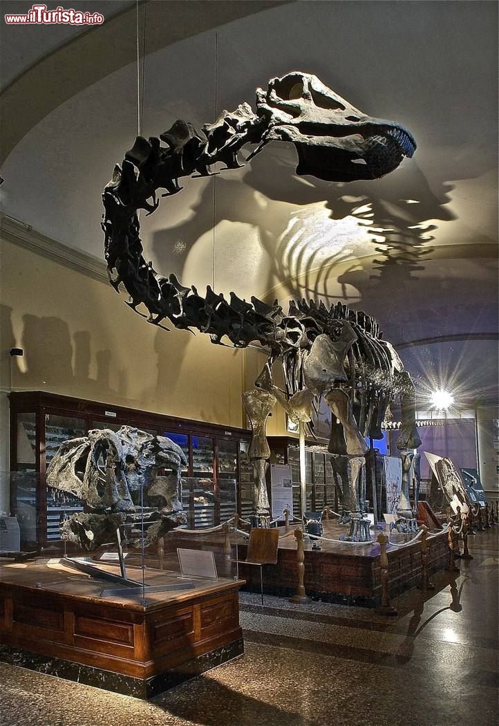 Immagine Il grande Diplodoco, dinosauro erbivoro, in mostro nell museo Capellini di Bologna  - © sito ufficiale