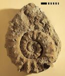 Una gigantesca ammonite esposta al Museo Paleontologico Giovanni Capellini di Bologna  - © sito ufficiale