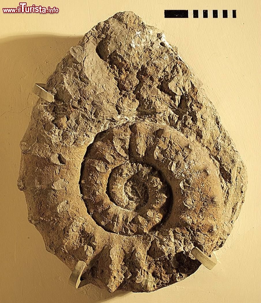 Immagine Una gigantesca ammonite esposta al Museo Paleontologico Giovanni Capellini di Bologna  - © sito ufficiale