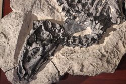 Fossile di Tethyshadros insularis al Museo Paleontologico di Bologna in via Zamboni - © sito ufficiale