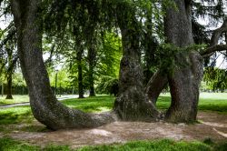 Alberi di cedro dentro ai Giardini Margherita di Bologna, vicino ai colli bolognesi