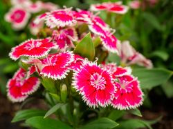 Fioritura primaverile nei giardini Margherita di Bologna