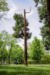 Un pino particolare dentro ai Giardini Margherita di Bologna