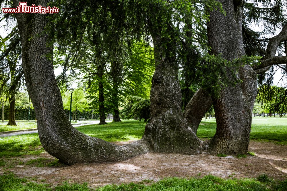 Immagine Alberi di cedro dentro ai Giardini Margherita di Bologna, vicino ai colli bolognesi