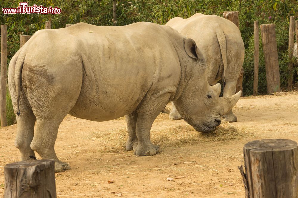 Immagine Due rinocronti al Parco Zoologico di Parigi presso il Bois de Vincennes