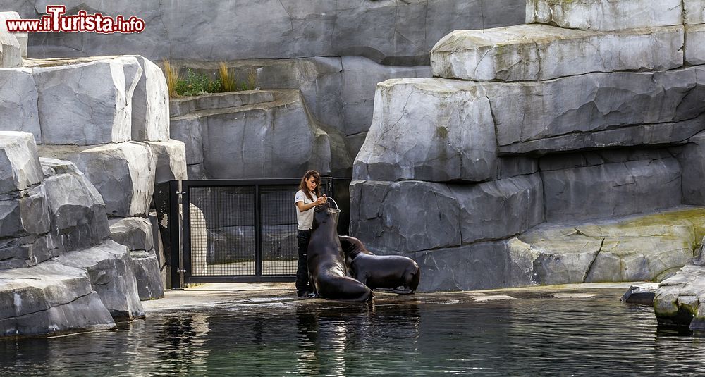 Immagine Lo spettacolo delle otare allo Zoo di Parigi