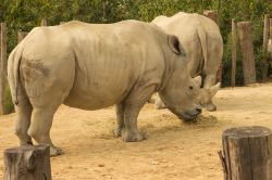 Due rinocronti al Parco Zoologico di Parigi presso il Bois de Vincennes