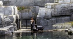 Lo spettacolo delle otare allo Zoo di Parigi