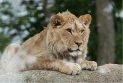 Un giovane leone maschio allo Zoo di Parigi al margine del Bois de Vincennes a Parigi. - © Vladimir Wrangel / Shutterstock.com