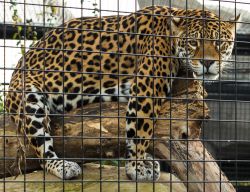 Una gabbia con giaguaro allo Zoo di Parigi, Bois de Vincennes