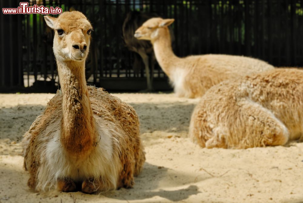 Immagine Uno spazio dedicaro ai lama del sudamerica allo Zoo di Parigi