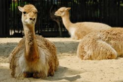 Uno spazio dedicaro ai lama del sudamerica allo Zoo di Parigi