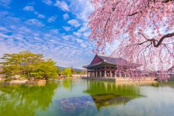 Una splendida immagine del Gyeongbokgung Palace con ciliegi in fiore in primavera, Seul, Corea del Sud.
