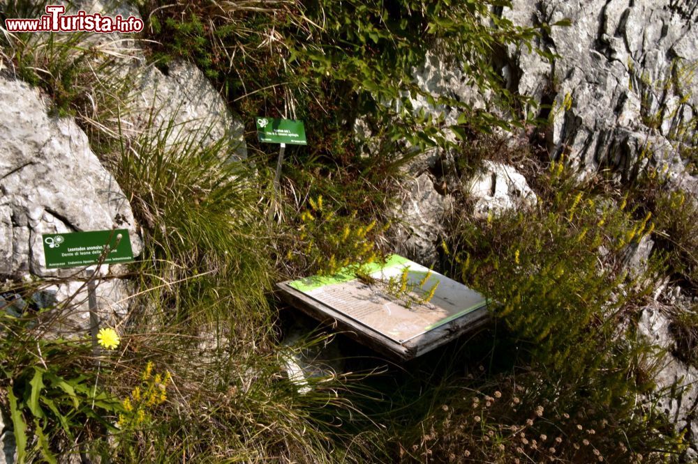 Immagine Le spiegazioni sul cammino dell'Orto Botanico Pellegrini Ansaldi in Toscana