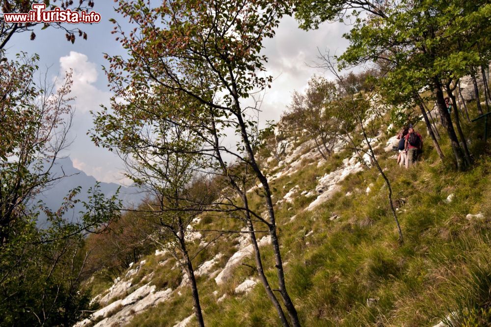 Immagine Trekking sulle Alpi Apuane: siamo presso l'Orto Botanico Pellegrini Ansaldi in Toscana