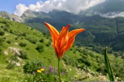 Una bella fioritura all'Orto Botanico delle Alpi Apuane, comune di Massa