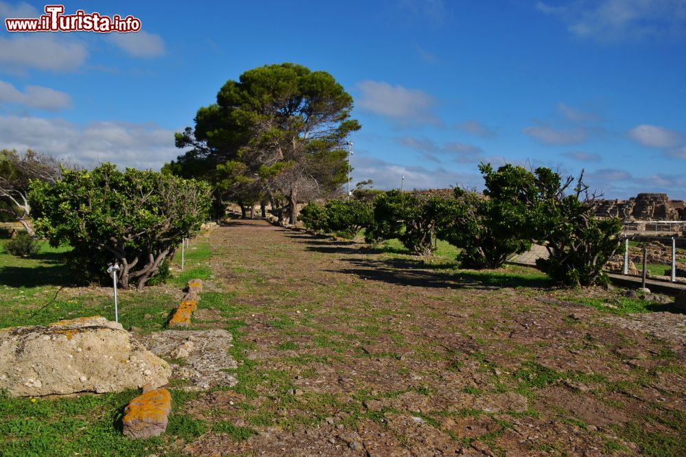 Immagine Antica strada romana a Nora (Comune di Pula).