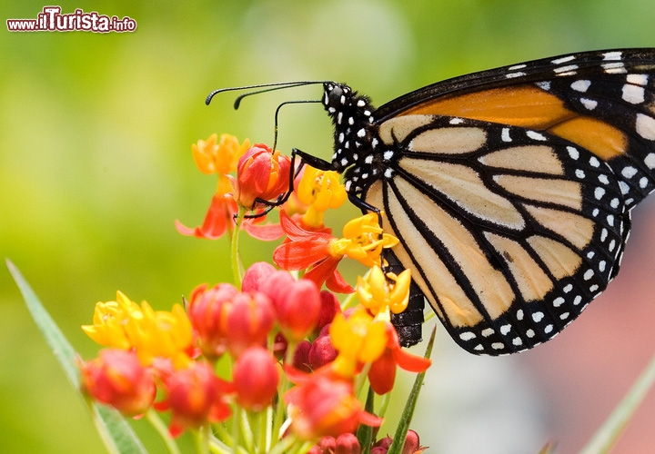 Mariposa, Messico: La piccola valle diventa un luogo incredibile durante l'inverno: milioni di farfalle Monarca convergono qui rivestendo gli alberi di una coloratissima livrea. Fa parte dei Patrimoni dell'Umanità dell'UNESCO