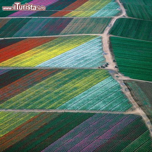 Carlsbad, California e i suoi campi fioriti - Il periodo migliore per assistere alla fioritura va da da marzo e ad inizio di maggio quando cinquanta ettari di terreno si ricoprono di ranuncoli variopinti.