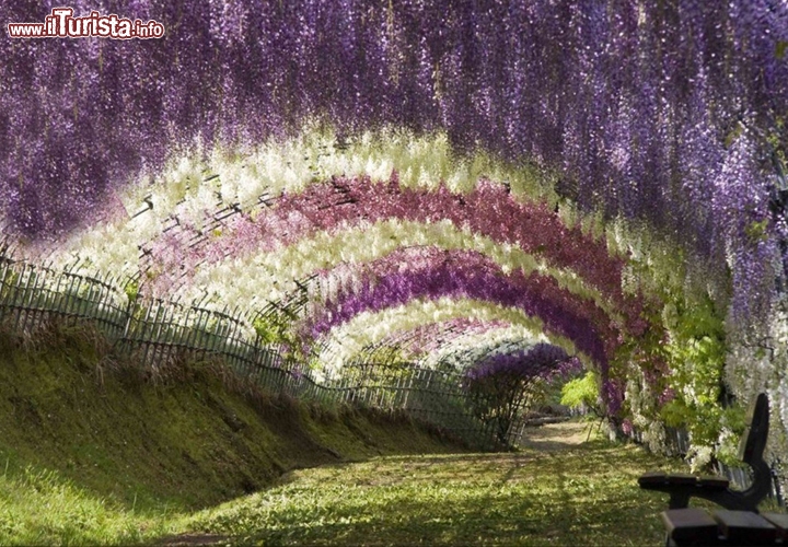 Wisteria Tunnel, Kawachi Fuji Gardens, Kitakyushu in Giappone. Il tunnel dei glicini è considerato da molti come uno dei luoghi più romantici del mondo, per l'alternanza di fiori viola e bianchi che vi avvolgono completamente. Qui sia la vista che l'olfatto rimangono completamente inebriati, ed è il posto perfetto per dichiarare il proprio amore alla persona amata. Fonte foto, cortesia: stomaster

