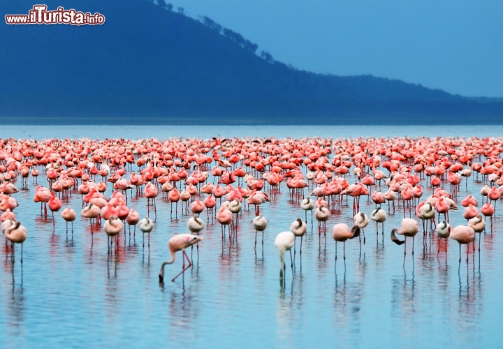 Lago Nakuru, Kenya: riesce ad emozionare i visitatori per lo spettacolo dei suoi fenicotteri rosa. Il loro colore è straordinario, dovuto ad un crostaceo di cui si nutrono, ed al tramonto qui è puro romanticismo