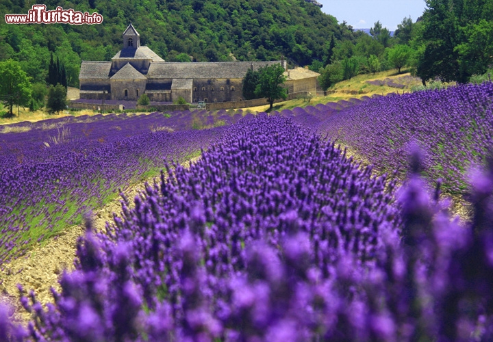 Lavanda all'Abbazia di Sénanque, Gordes, Provenza. In Francia il periodo di fioritura della lavanda riempie di poesia e colori i paesaggi a sud delle Alpi, e il profuma inebria tutti gli innamorati!