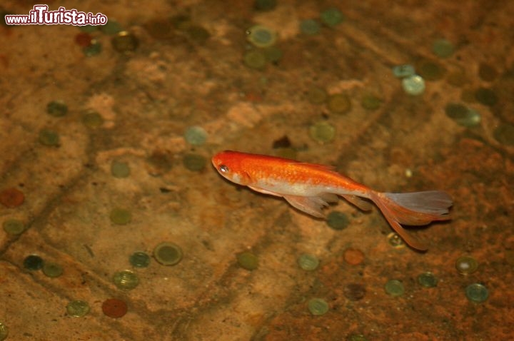 Immagine Pesce rosso dentro alla Cisterna Basilica