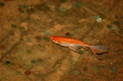 Pesce rosso dentro alla Cisterna Basilica