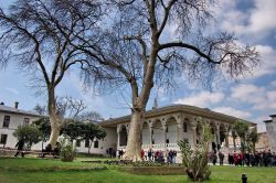 Alberi in una coorte del Topkapi