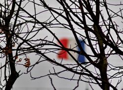 Il tricolore francese tra i rami spogli di foglie. ...