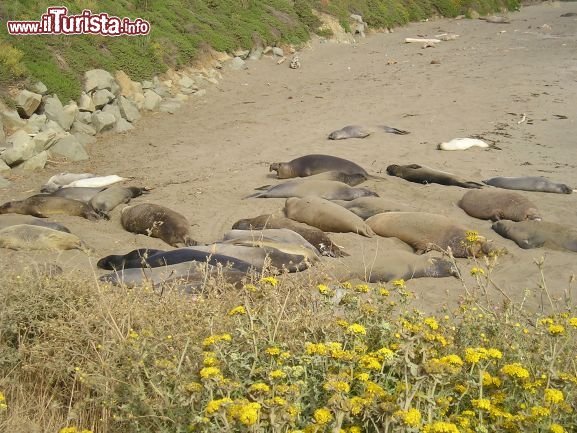 Immagine La spiaggia degli elefanti Marini