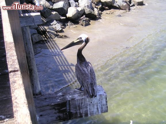 Immagine La pennichella del Pellicano