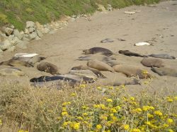 La spiaggia degli elefanti Marini