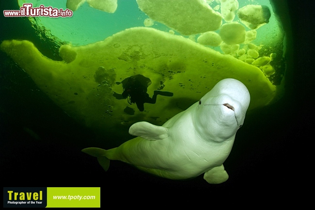 Un beluga tra i ghiacci fotografato da Franco Banfi  www.tpoty.com