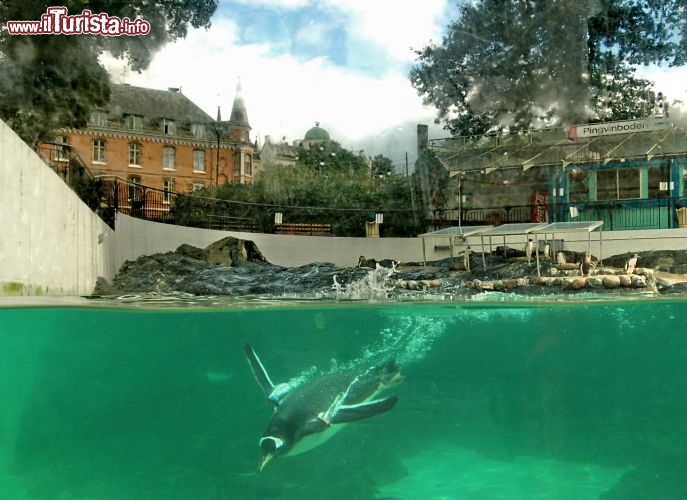Evoluzioni dei pinguini nell'acquario di Bergen