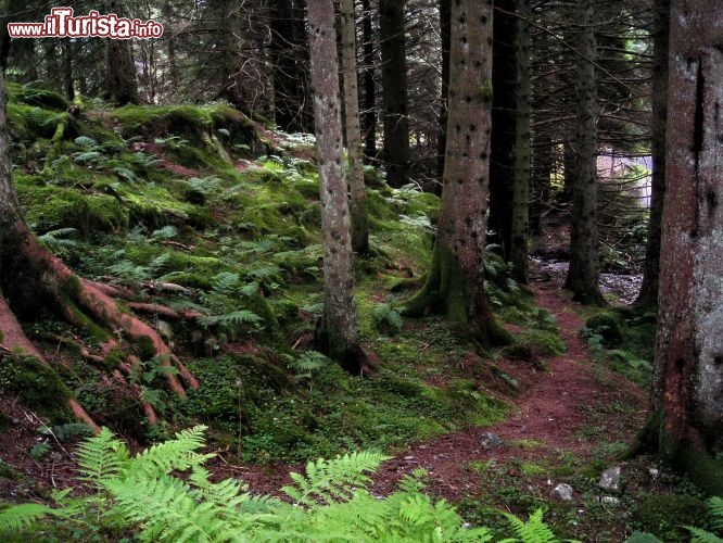 I boschi ricchi di felci sul monte Floyen