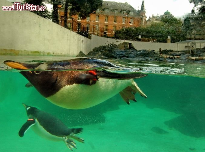 I pinguini di Madagascar? No sono quelli dell'Akvariet i Bergen