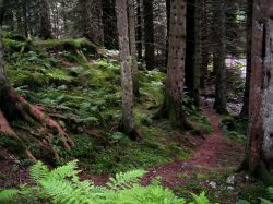 I boschi ricchi di felci sul monte Floyen