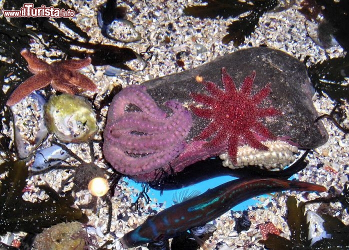 Una vasca tattile all'acquario 