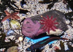 Una vasca tattile all'acquario 