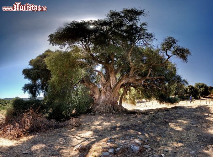 Olivi millenari a San Antonio di Gallura. Italia - Si stima che gli olivastri abbiano 3.000 anni di età