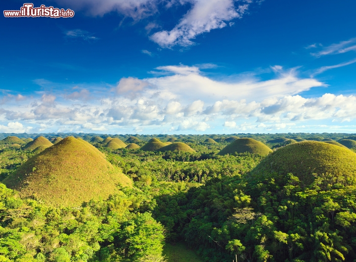 Isola Bohol, Filippine: Chocolate Hills -  Questi particolari rilievi di calcare, ricoperti da erba, sono diverse migliaia, e possono raggiungere l'altezza di 120 metri