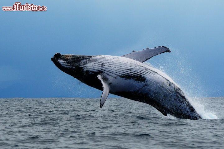 Le Megattere si chiamano in inglese humpback whales, proprio perch compiono prodigiosi balzi sull'acqua, ricadendo sulla schiena