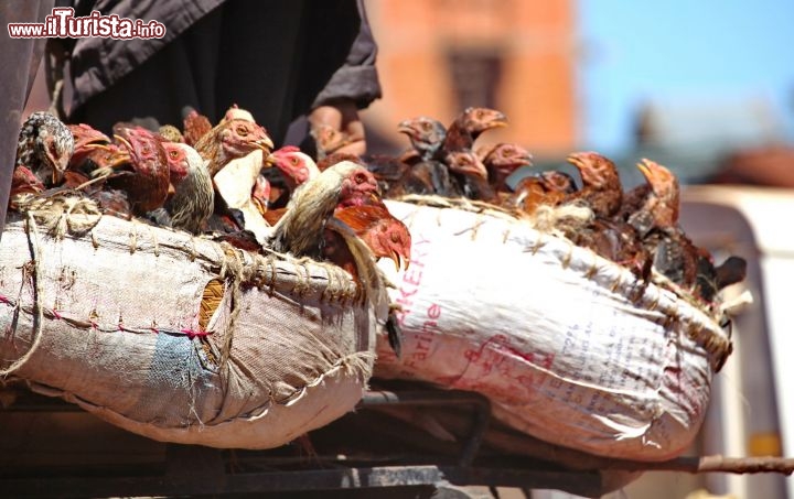 Un carico di polli destinato al mercato malgascio