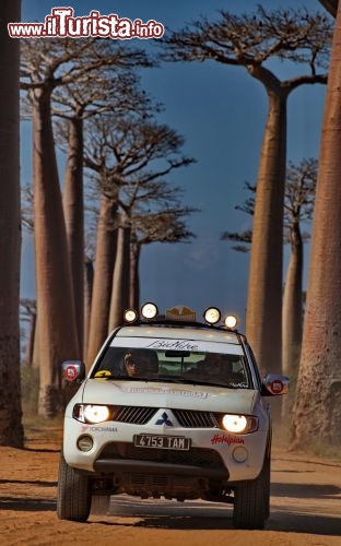 Parco Nazionale di Kirindy: i baobab fanno da cornice alla carovana di Donnavventura