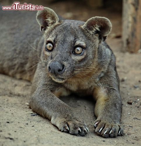 I fossa sono i pi grandi carnivori predatori del Madagascar