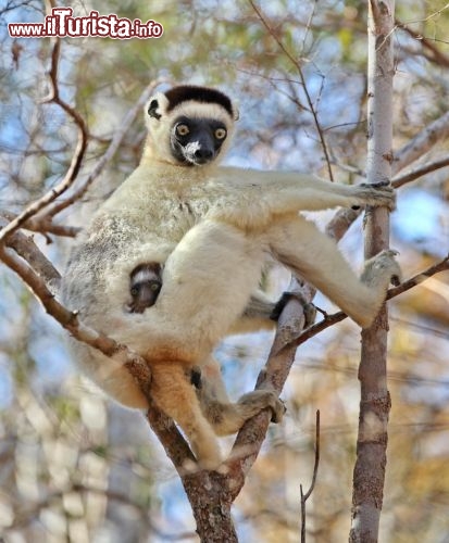 I lemuri sono le scimmie del Madagascar, caratteristici i loro grandi occhi